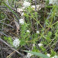 Asperula conferta (Common Woodruff) at Campbell, ACT - 7 Oct 2024 by AndyRussell