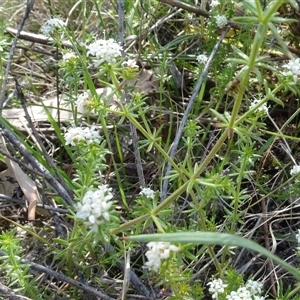 Asperula conferta at Campbell, ACT - 7 Oct 2024