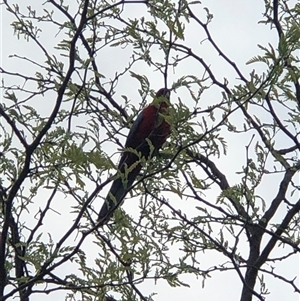 Platycercus elegans (Crimson Rosella) at Dunlop, ACT by ploffskinpluffskin