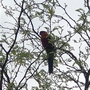 Platycercus elegans at Dunlop, ACT - 15 Oct 2024