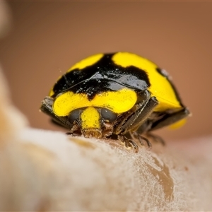 Illeis galbula (Fungus-eating Ladybird) at Weston, ACT by Kenp12