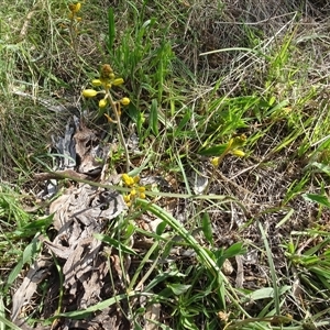 Bulbine bulbosa at Campbell, ACT by AndyRussell