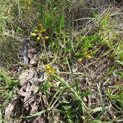 Bulbine bulbosa (Golden Lily, Bulbine Lily) at Campbell, ACT - 7 Oct 2024 by AndyRussell