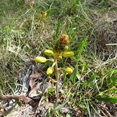 Bulbine bulbosa at Campbell, ACT - 7 Oct 2024