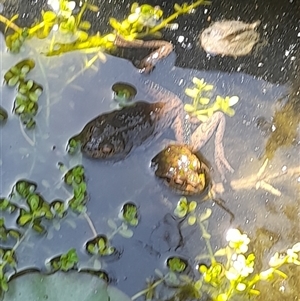 Unidentified Frog at Eucla, WA by VanceLawrence