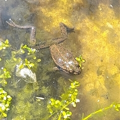 Unverified at suppressed - suppressed