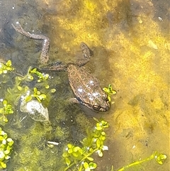 Unverified at suppressed - suppressed