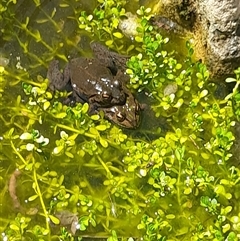 Unverified at suppressed - suppressed