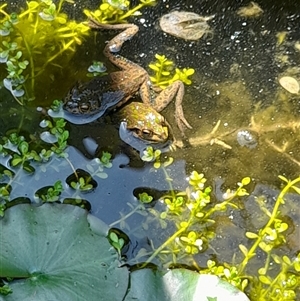 Unverified at suppressed - suppressed