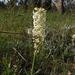 Stackhousia monogyna at Campbell, ACT - 7 Oct 2024 by AndyRussell