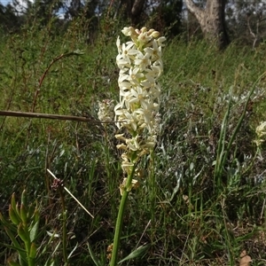 Stackhousia monogyna at Campbell, ACT - 7 Oct 2024 03:56 PM