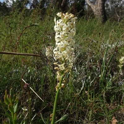 Stackhousia monogyna at Campbell, ACT - 7 Oct 2024 by AndyRussell