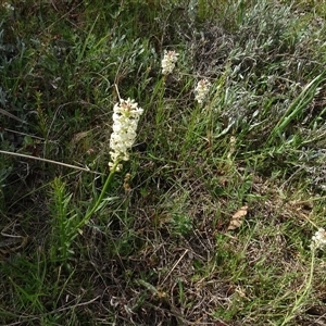 Stackhousia monogyna at Campbell, ACT - 7 Oct 2024 03:56 PM