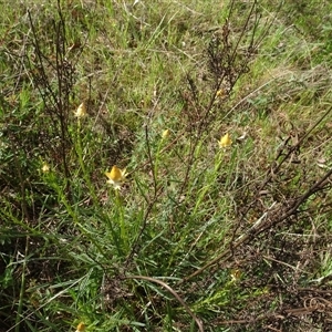 Xerochrysum viscosum (Sticky Everlasting) at Campbell, ACT by AndyRussell