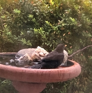 Turdus merula at Dunlop, ACT - suppressed