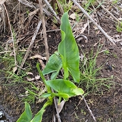 Zantedeschia aethiopica at Dunlop, ACT - 15 Oct 2024 by SteveBorkowskis