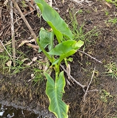 Zantedeschia aethiopica at Dunlop, ACT - 15 Oct 2024 03:49 PM