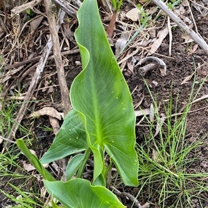 Zantedeschia aethiopica at Dunlop, ACT - 15 Oct 2024