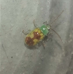 Chalcolampra marmorata (Leaf Beetle) at Goomboorian, QLD - 15 Oct 2024 by KevinM