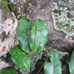 Rhysotoechia mortoniana at Syndicate, QLD - 11 Nov 2015 12:19 PM