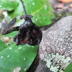 Rhysotoechia mortoniana at Syndicate, QLD - 11 Nov 2015 12:19 PM