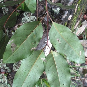 Rhysotoechia mortoniana at Syndicate, QLD - 11 Nov 2015