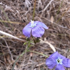 Linum marginale (Native Flax) at Williamsdale, NSW - 13 Oct 2024 by forest17178