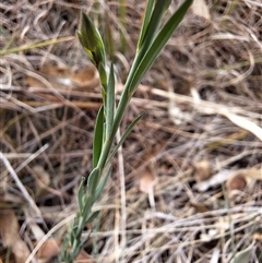 Linum marginale at Williamsdale, NSW - 14 Oct 2024