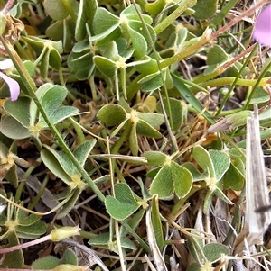 Oxalis sp. at Royalla, NSW by forest17178