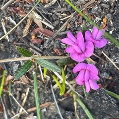 Mirbelia rubiifolia (Heathy Mirbelia) at Porters Creek, NSW - 7 Oct 2024 by Clarel