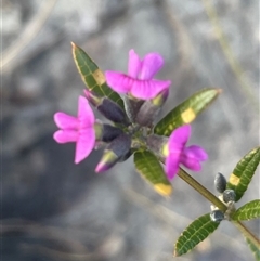 Mirbelia rubiifolia at Porters Creek, NSW - 7 Oct 2024