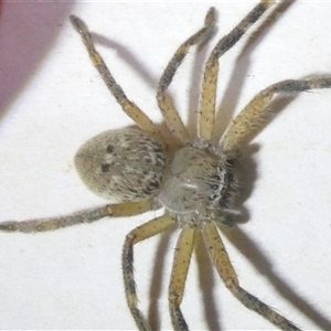 Neosparassus calligaster at Belconnen, ACT - 15 Oct 2024