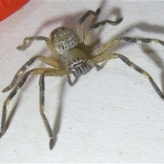 Neosparassus calligaster at Belconnen, ACT - 15 Oct 2024