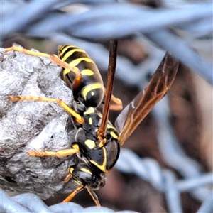 Polistes (Polistes) chinensis at Watson, ACT - 15 Oct 2024