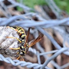 Polistes (Polistes) chinensis at Watson, ACT - 15 Oct 2024