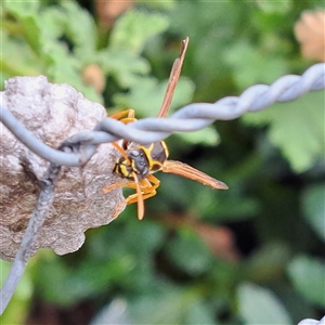 Polistes (Polistes) chinensis at Watson, ACT - 15 Oct 2024