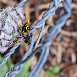 Polistes (Polistes) chinensis at Watson, ACT - 15 Oct 2024