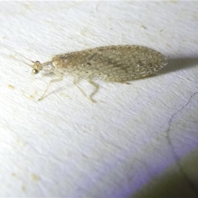 Unidentified Lacewing (Neuroptera) at Belconnen, ACT - 15 Oct 2024 by JohnGiacon