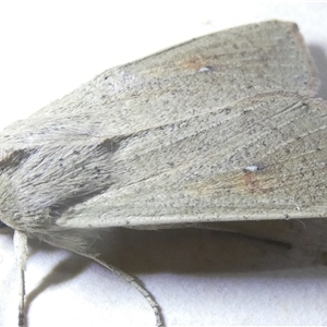 Leucania abdominalis at Belconnen, ACT - 15 Oct 2024