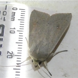 Leucania abdominalis at Belconnen, ACT - 15 Oct 2024