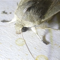 Leucania abdominalis at Belconnen, ACT - 15 Oct 2024