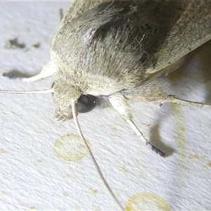 Leucania abdominalis at Belconnen, ACT - 15 Oct 2024