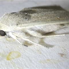 Leucania abdominalis at Belconnen, ACT - 15 Oct 2024