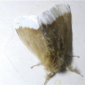 Euproctis baliolalis (Browntail Gum Moth) at Belconnen, ACT by JohnGiacon