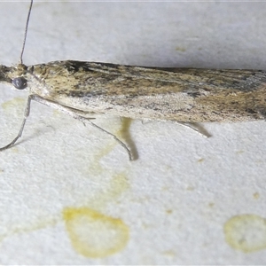 Faveria tritalis (Couchgrass Webworm) at Belconnen, ACT by JohnGiacon