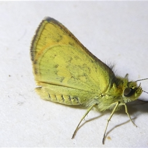 Ocybadistes walkeri at Belconnen, ACT - 13 Oct 2024 07:48 PM