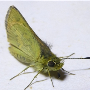 Ocybadistes walkeri at Belconnen, ACT - 13 Oct 2024 07:48 PM