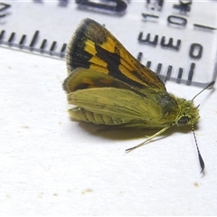 Ocybadistes walkeri at Belconnen, ACT - 13 Oct 2024