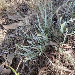 Vittadinia gracilis at Bruce, ACT - 13 Oct 2024