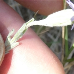 Vittadinia gracilis at Bruce, ACT - 13 Oct 2024